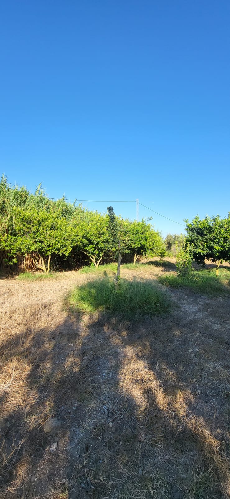 Menzel Jemil&nbsp;El Azib&nbsp;Vente&nbsp;Autre&nbsp;Terrain agricole � el azib