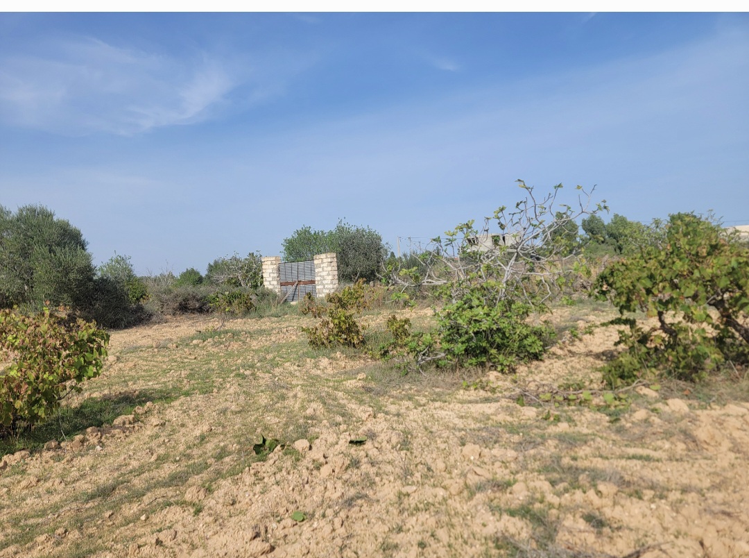 Ksour Essaf&nbsp;Cite El Hajeb&nbsp;Terrain&nbsp;Terrain agricole&nbsp;Terrain elhajeb salakta